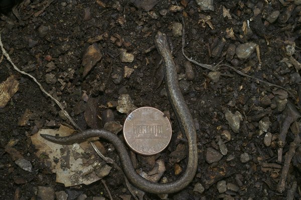 Comment choisir entre la tablette graphique Wacom Intuos et la Huion Kamvas pour les débutants en design ?